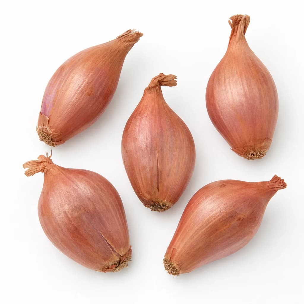 Shallot