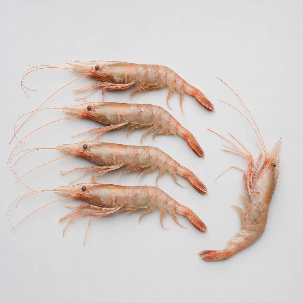 Sweet Shrimp (Amaebi) — Natural form