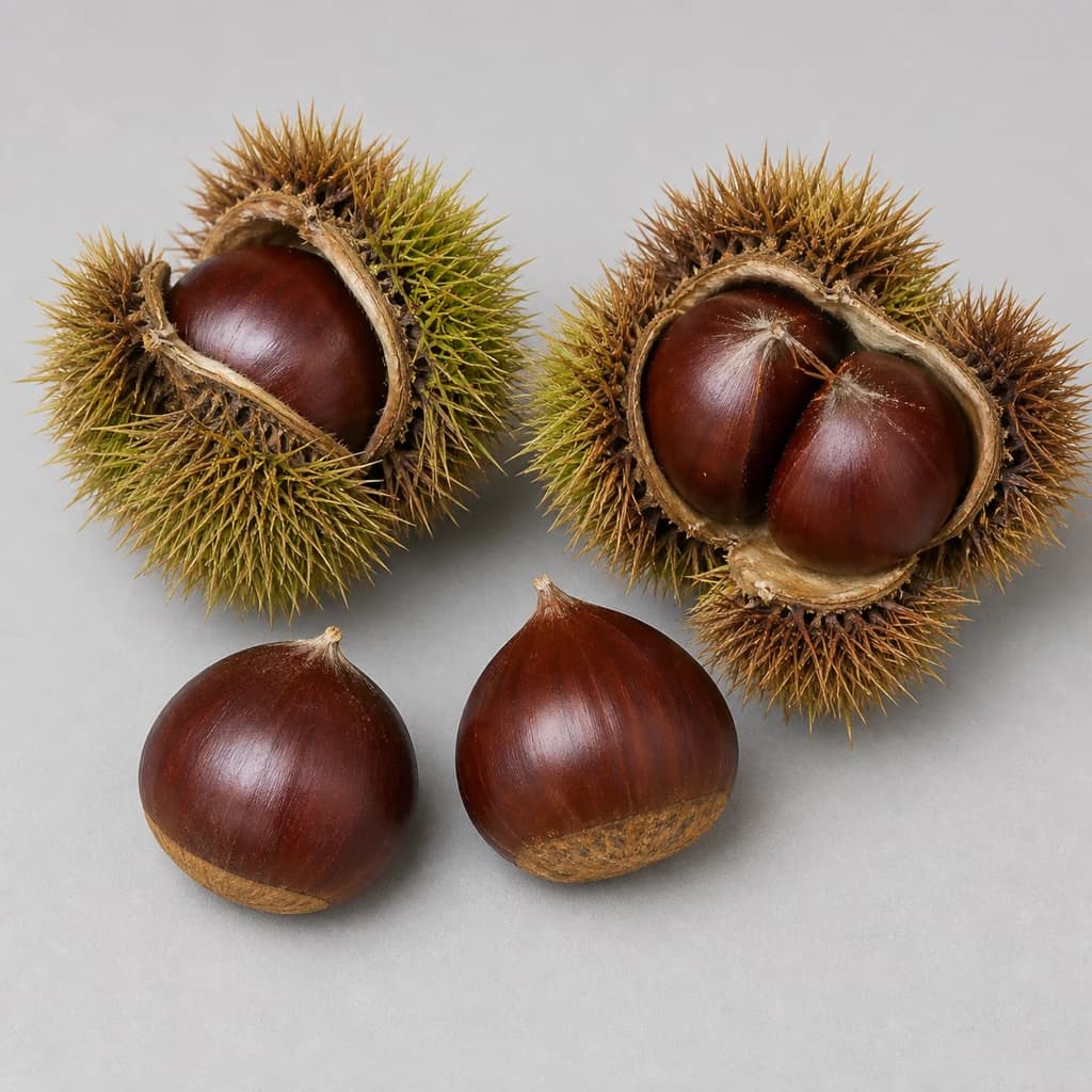 Chestnut