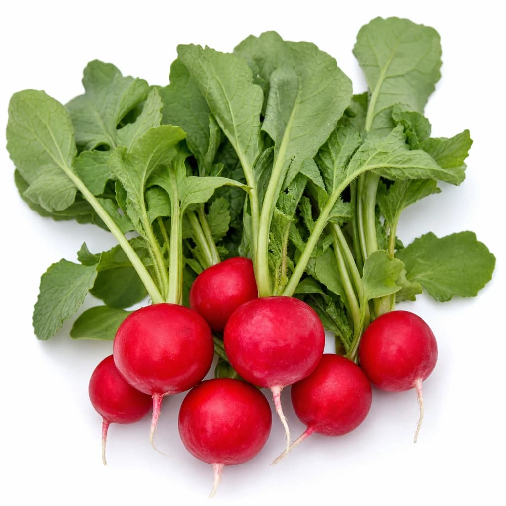 Radish