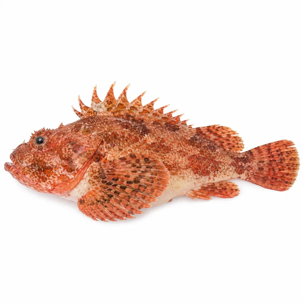 Scorpionfish (Rascasse) — Natural form